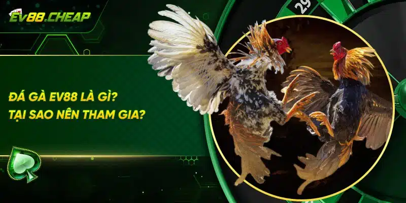 Tại sao nên tham gia đá gà EV88