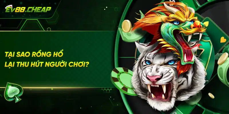 Vì sao rồng hổ được nhiều người ưu thích